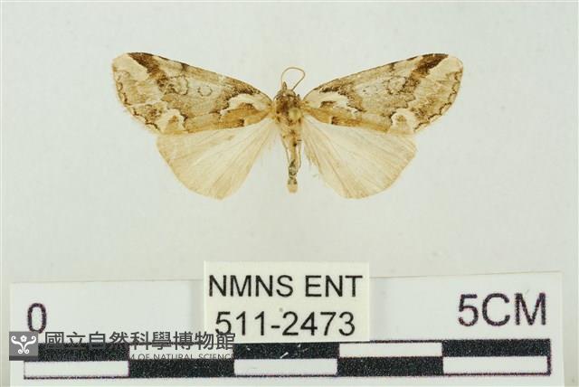 臺美波紋蛾藏品圖，第1張