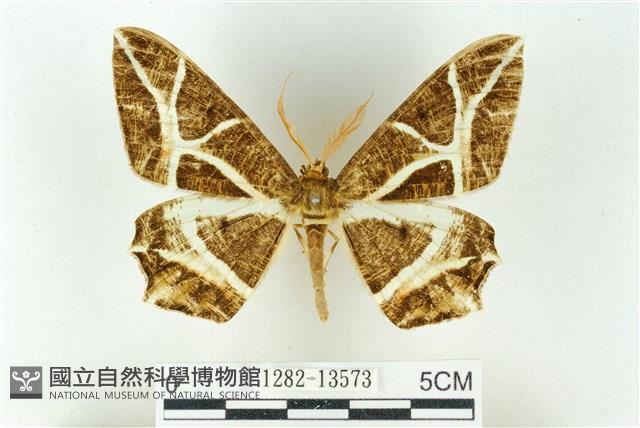 樹形尺蛾藏品圖，第1張