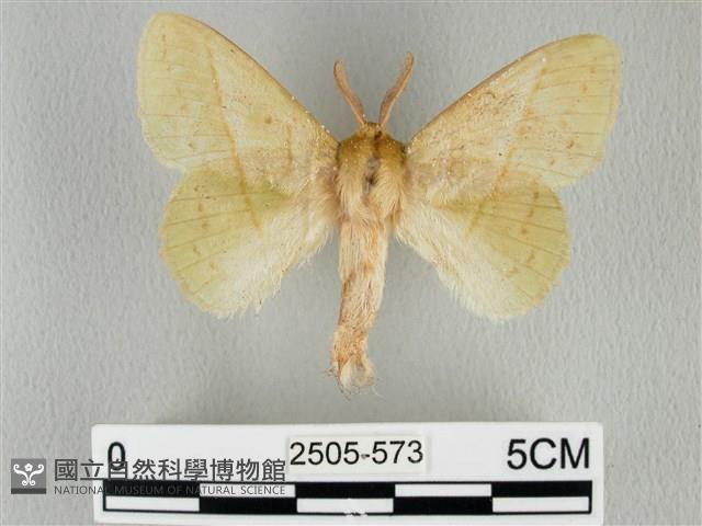 青枯葉蛾藏品圖，第1張