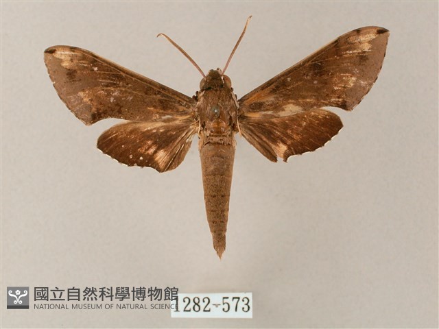 蒙古白肩天蛾藏品圖，第1張