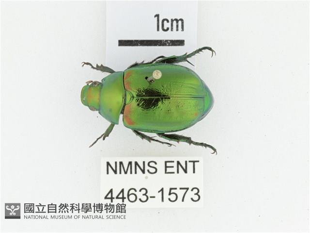 艷金龜藏品圖，第1張