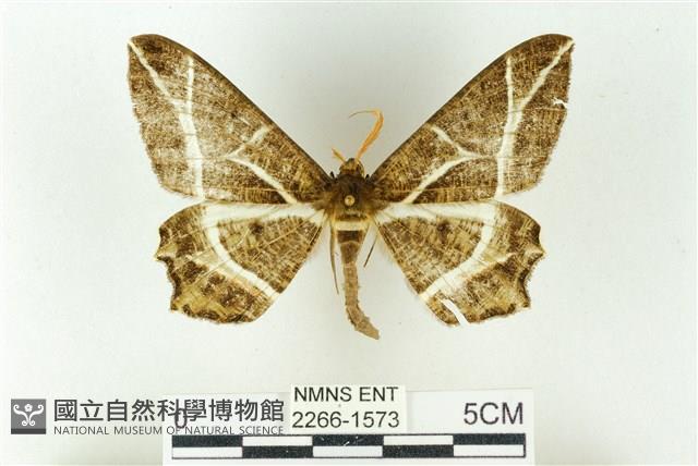 樹形尺蛾藏品圖，第1張