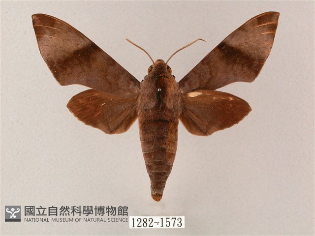 臺灣缺角天蛾藏品圖，第1張