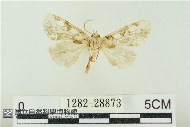 連珠波紋蛾藏品圖，第1張