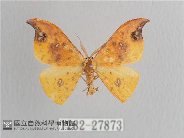 銀斑黃鉤蛾藏品圖，第1張