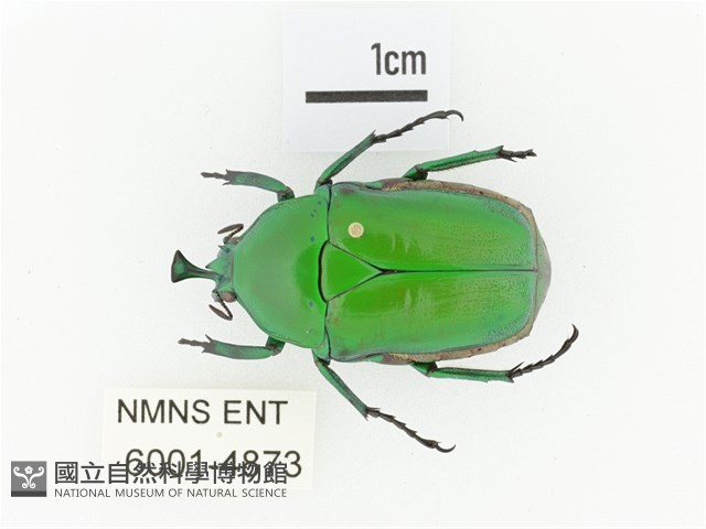 臺灣扇角金龜藏品圖，第1張