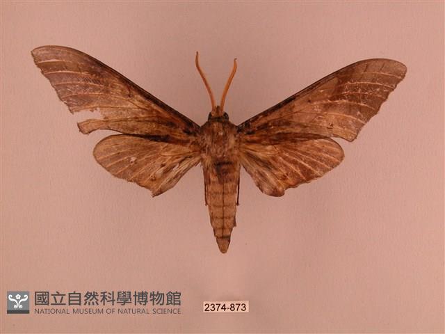 栗六點天蛾藏品圖，第1張