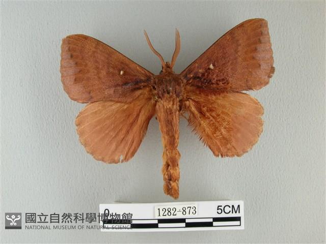 波紋枯葉蛾藏品圖，第1張