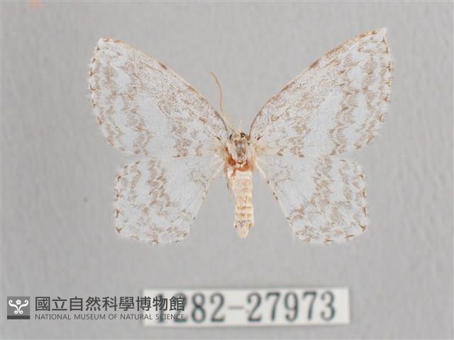 波帶白鉤蛾藏品圖，第1張