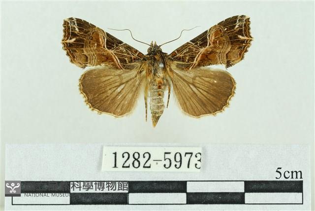 粉紅帶散紋夜蛾藏品圖，第1張