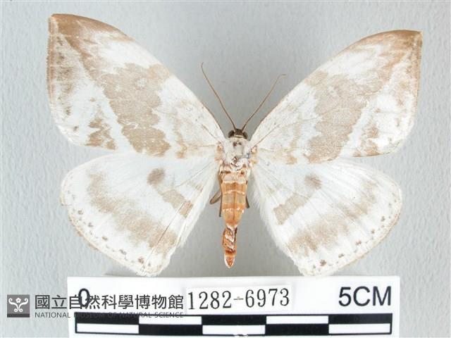 圓翅大鉤蛾藏品圖，第1張