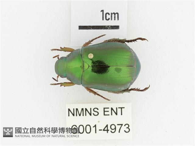 綠艷金龜藏品圖，第1張