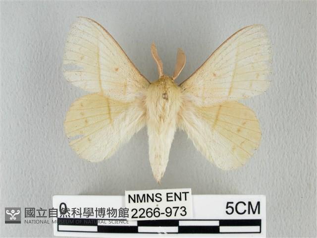 青枯葉蛾藏品圖，第1張