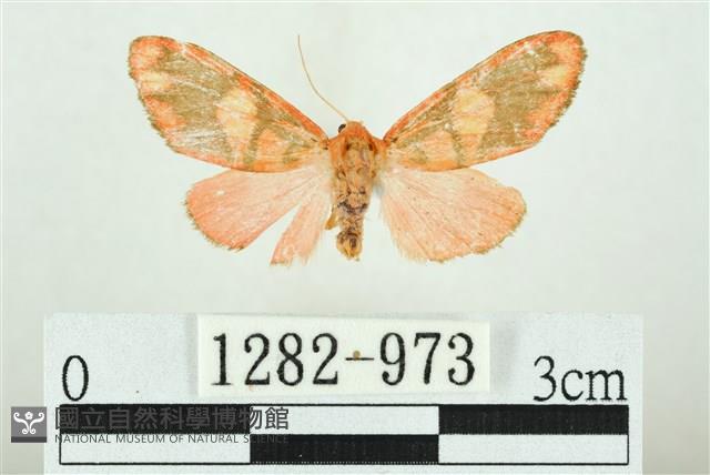 三色豔苔蛾藏品圖，第1張