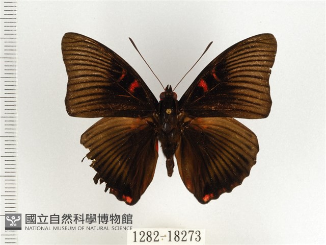 紅玉翠蛺蝶藏品圖，第1張