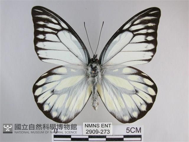 鋸粉蝶藏品圖，第1張