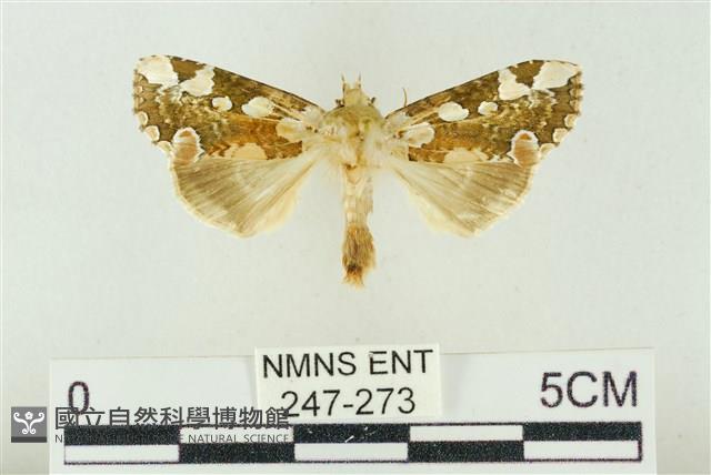 連珠波紋蛾藏品圖，第1張