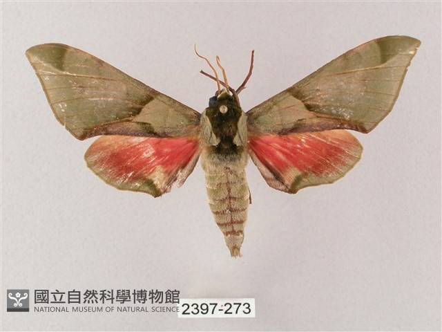 榆綠天蛾藏品圖，第1張