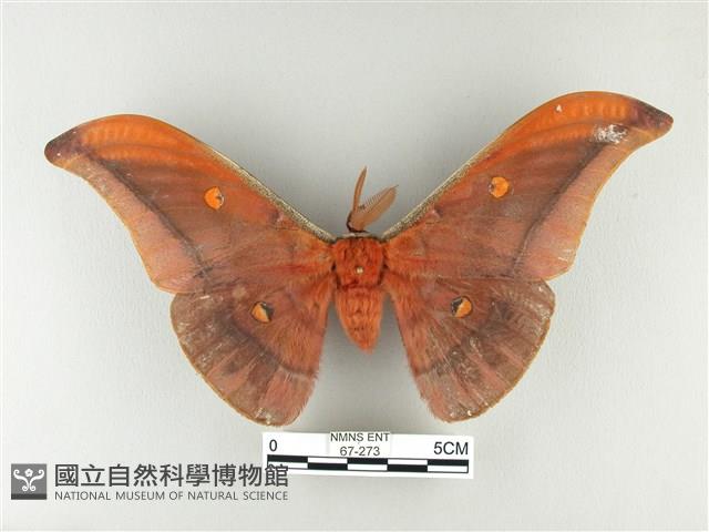 紅目天蠶蛾藏品圖，第1張