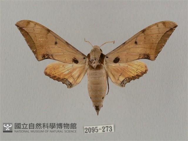 廣東鷹翅天蛾藏品圖，第1張