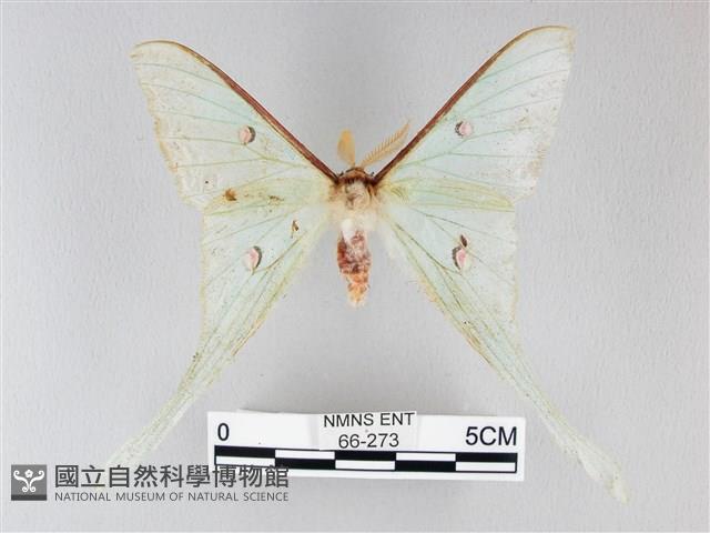 姬長尾水青蛾藏品圖，第1張