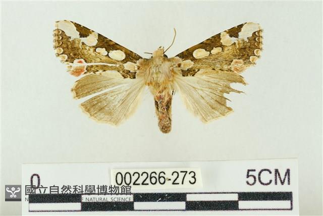 連珠波紋蛾藏品圖，第1張