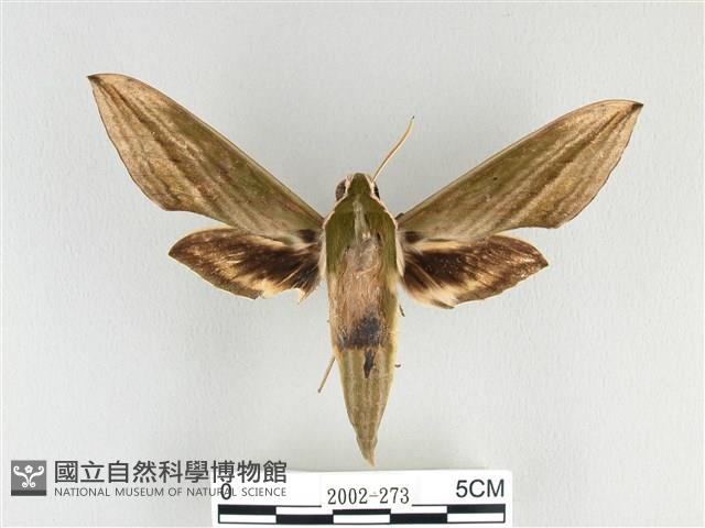 泛綠背線天蛾藏品圖，第1張