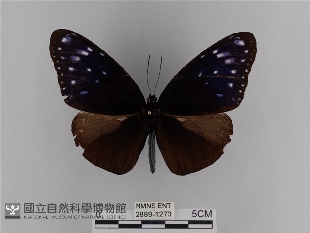 異紋紫斑蝶藏品圖，第1張