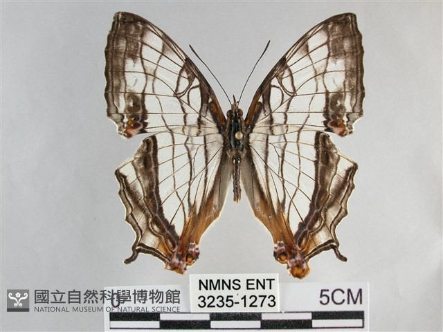 網絲蛺蝶、石牆蝶藏品圖，第1張