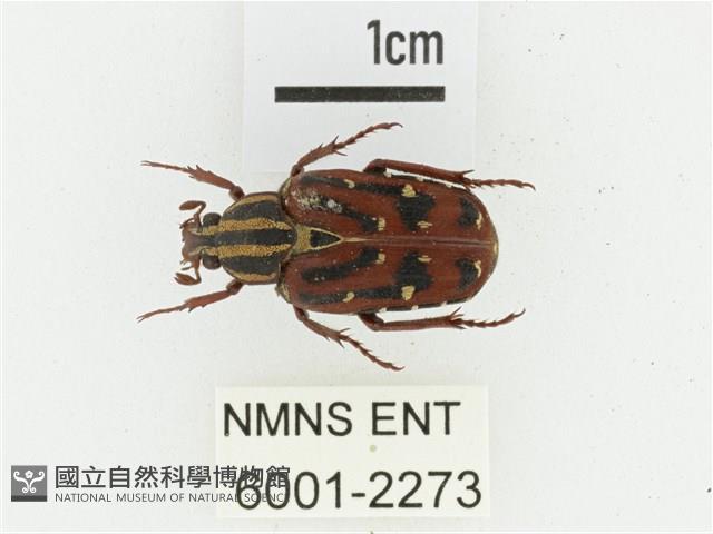 巴蘭陷紋金龜藏品圖，第1張