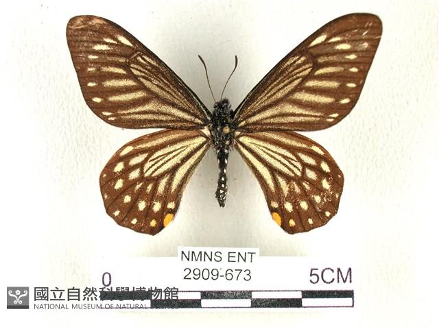 黃星斑鳳蝶藏品圖，第1張