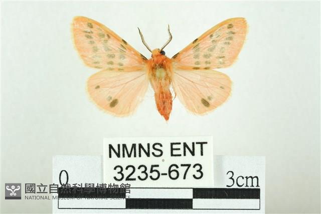 三條橙燈蛾藏品圖，第1張