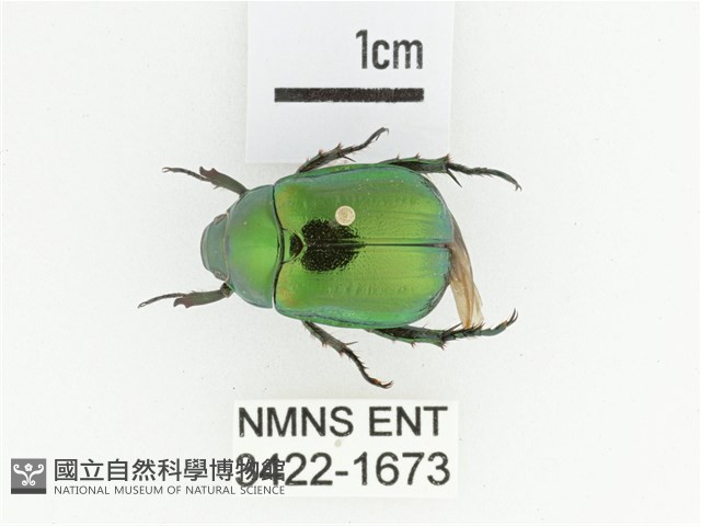 艷金龜藏品圖，第1張