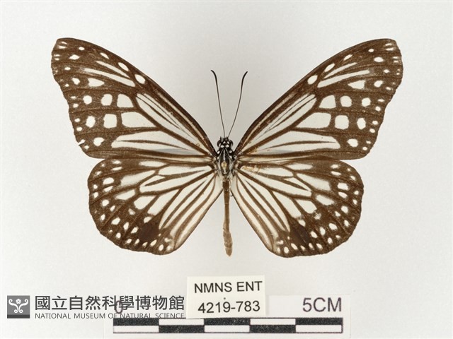 絹斑蝶藏品圖，第1張