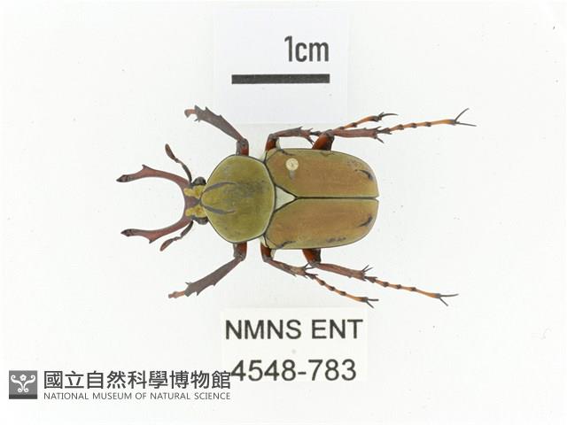 臺灣角金龜藏品圖，第1張