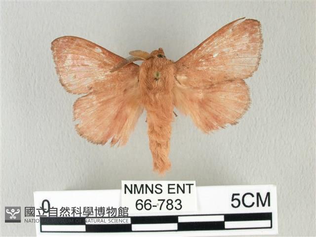 馬尾松枯葉蛾藏品圖，第1張