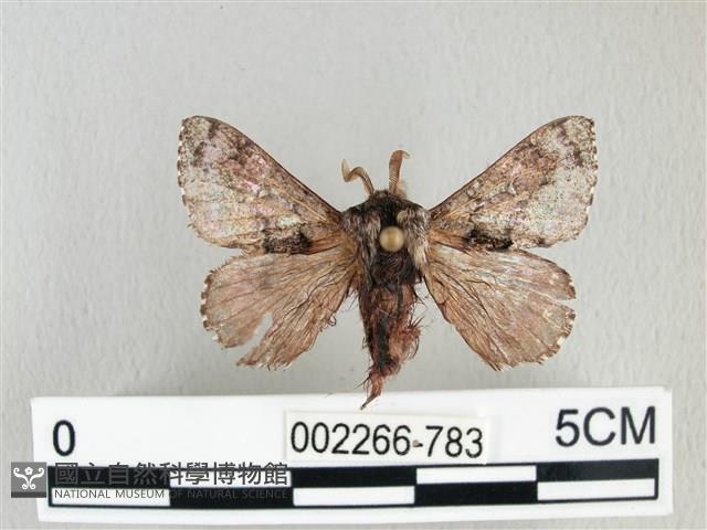 銀肩枯葉蛾藏品圖，第1張