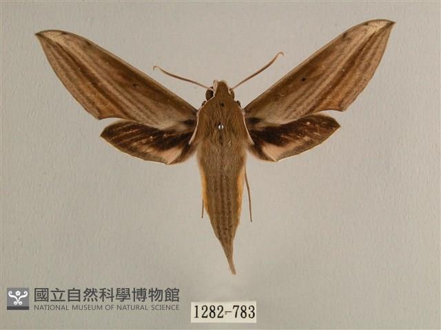 背線天蛾藏品圖，第1張