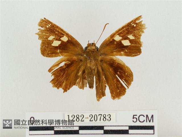 鐵色絨弄蝶藏品圖，第1張