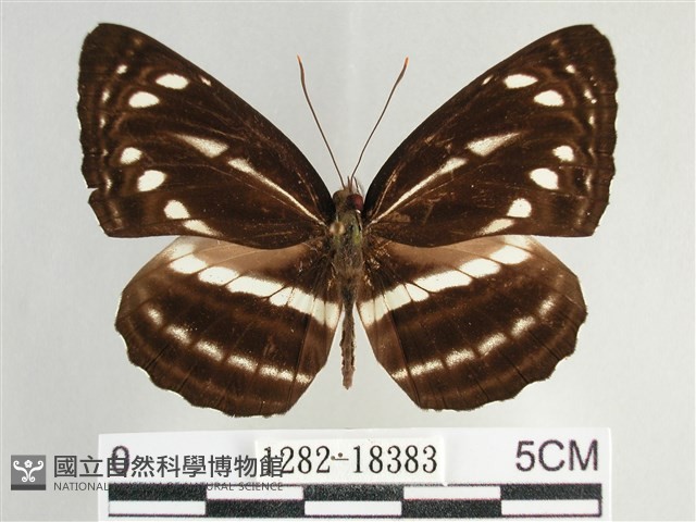 細帶環蛺蝶藏品圖，第1張