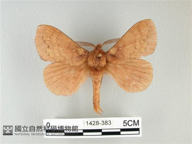 波紋枯葉蛾藏品圖，第1張