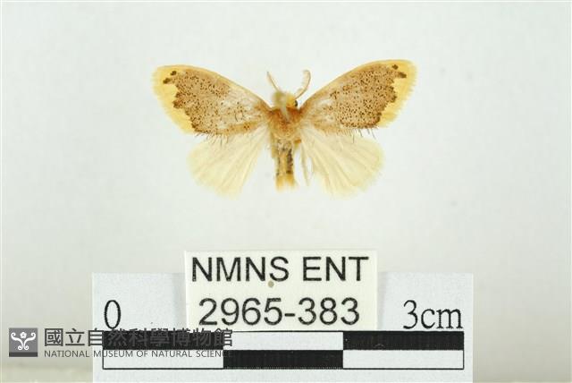 黑翅黃毒蛾藏品圖，第1張