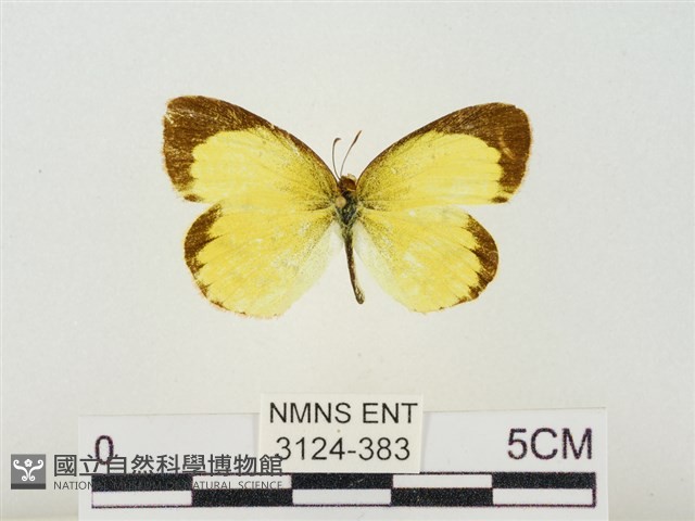 星黃蝶藏品圖，第1張