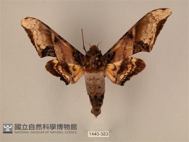 臀角斑天蛾藏品圖，第1張