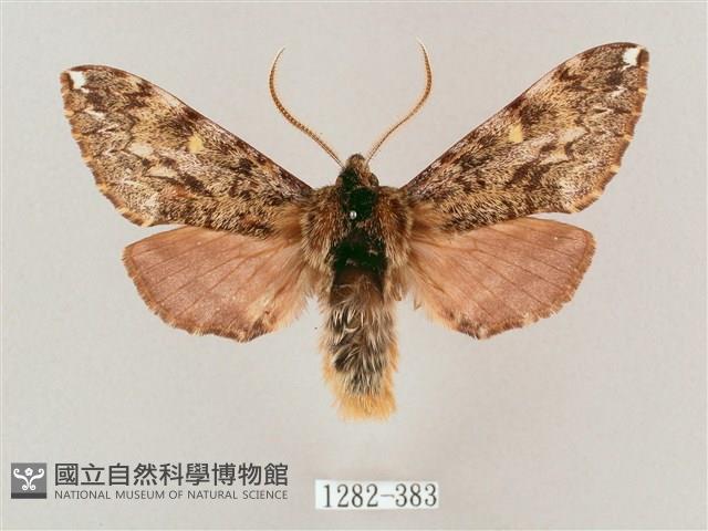 井上氏絨毛天蛾藏品圖，第1張