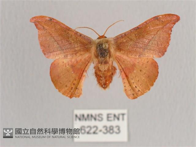 銀端帶鉤蛾藏品圖，第1張