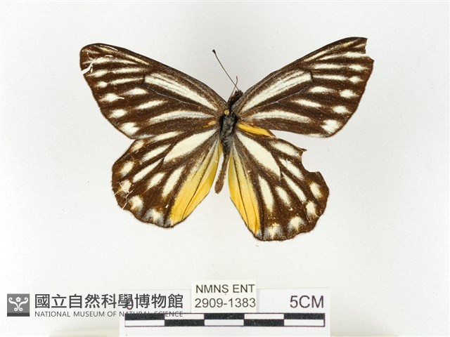 條斑豔粉蝶藏品圖，第1張