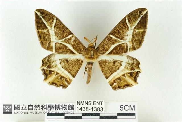 樹形尺蛾藏品圖，第1張