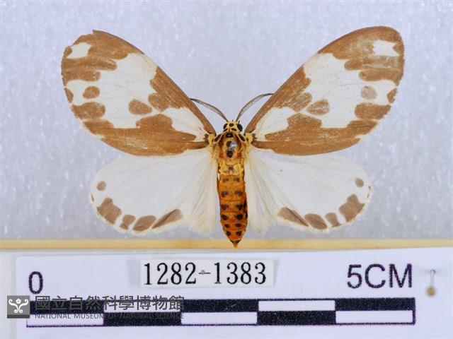 後凸蝶燈蛾藏品圖，第1張