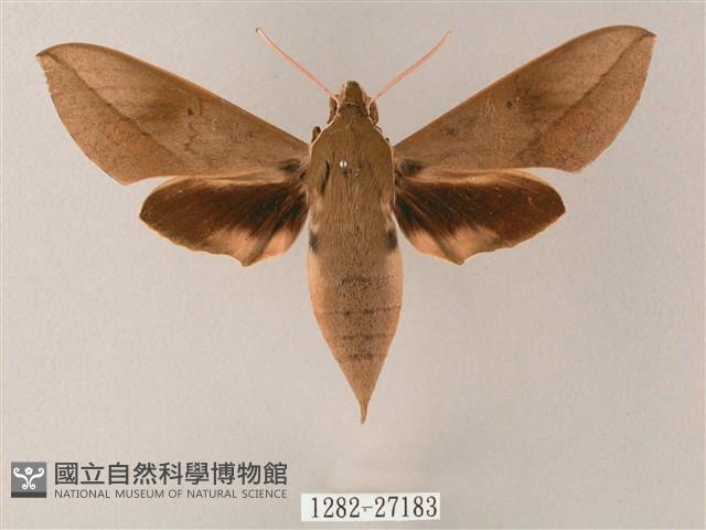 藏斜紋天蛾藏品圖，第1張